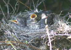 Amsel-10-Tag-4.jpg